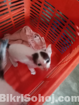 Baby cat
